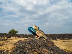 Fan-throated lizard (Sitana ponticeriana) male displaying. Chalkewadi, Maharashtra, India Fan-throated lizard (Sitana ponticeriana) male displaying. Chalkewadi, Maharashtra, India