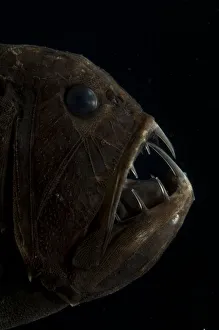 Fangtooth (Anoplogaster cornuta) portrait, Mid-Atlantic Ridge, North Atlantic Ocean Fangtooth (Anoplogaster cornuta) portrait, Mid-Atlantic Ridge, North Atlantic Ocean
