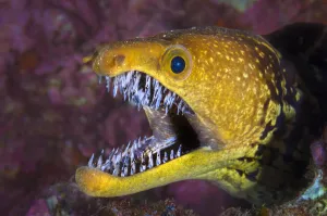 Fangtooth moray eel (Enchelycore anatina) with mouth open, Grand Canaria, Canary Islands, Spain Fangtooth moray eel (Enchelycore anatina) with mouth open, Grand Canaria, Canary Islands, Spain