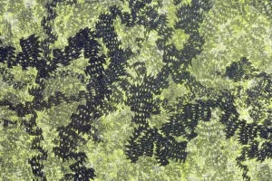 Feeding trails from Common snails (Helix aspersa) grazing algae growing on black paint Feeding trails from Common snails (Helix aspersa) grazing algae growing on black paint
