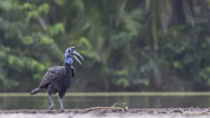Female Abyssinian ground hornbill (Bucorvus Abyssinicus) walking along riverbank, Allahein River, The Gambia Female Abyssinian ground hornbill (Bucorvus Abyssinicus) walking along riverbank, Allahein River, The Gambia