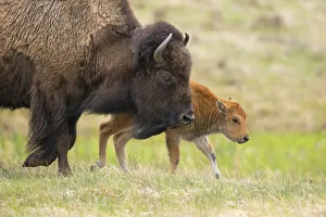 Female American buffalo (Bison bison) walking across grassland with newborn calf, Yellowstone National Park, Wyoming Female American buffalo (Bison bison) walking across grassland with newborn calf, Yellowstone National Park, Wyoming