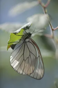 Female Black veined white butterfly (Aporia crataegi) laying eggs on Buckthorn Female Black veined white butterfly (Aporia crataegi) laying eggs on Buckthorn