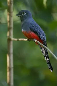 Female Blue-crowned trogon (Trogon curucui) perched on twig, Tambopata, Madre de Dios Female Blue-crowned trogon (Trogon curucui) perched on twig, Tambopata, Madre de Dios