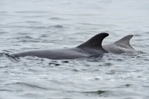 Female Bottlenosed dolphin (Tursiops truncatus) with calf surfacing, patrolling rip-current Female Bottlenosed dolphin (Tursiops truncatus) with calf surfacing, patrolling rip-current