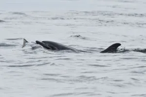 Female Bottlenosed dolphin (Tursiops truncatus) with sea trout, Moray Firth, Nr Inverness Female Bottlenosed dolphin (Tursiops truncatus) with sea trout, Moray Firth, Nr Inverness