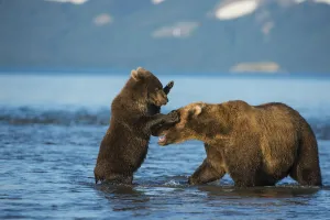 Female Brown bear (Ursus arctos) with cub playing in lake Kuril, Kronotsky Nature Reserve Female Brown bear (Ursus arctos) with cub playing in lake Kuril, Kronotsky Nature Reserve