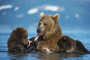Female Brown bear (Ursus arctos) with two cubs, eating fish in lake Kuril Female Brown bear (Ursus arctos) with two cubs, eating fish in lake Kuril