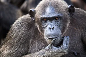 Female chimpanzee (Pan troglodytes troglodytes) portrait Female chimpanzee (Pan troglodytes troglodytes) portrait