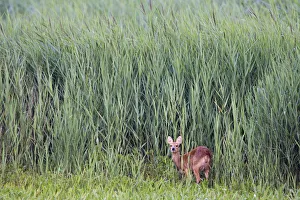 Female Chinese water deer (Hydropotes inermis) Cley, Norfolk, UK, August Female Chinese water deer (Hydropotes inermis) Cley, Norfolk, UK, August