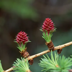 Female cones of European larch tree (Larix decidua) Bannogue Bridge, County Down Female cones of European larch tree (Larix decidua) Bannogue Bridge, County Down