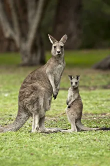 Female Eastern grey kangaroo (Macropus giganteus) standing next to joey, Grampians National Park Female Eastern grey kangaroo (Macropus giganteus) standing next to joey, Grampians National Park