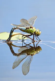 Female Emperor dragonfly (Anax imperator) laying eggs, Cornwall, England, UK, April Female Emperor dragonfly (Anax imperator) laying eggs, Cornwall, England, UK, April