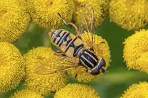 February 2022 highlights/female european hoverfly helophilus pendulus February 2022 highlights/female european hoverfly helophilus pendulus
