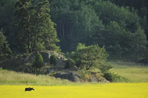 Female European moose (Alces alces) in flowering field, Elk, Morko, Sormland, Sweden Female European moose (Alces alces) in flowering field, Elk, Morko, Sormland, Sweden