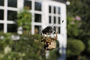 Female Garden spider (Araneus diadematus) wrapping up fly prey with silk on web spun in garden Female Garden spider (Araneus diadematus) wrapping up fly prey with silk on web spun in garden