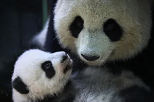 Female Giant panda (Ailuropoda melanoleuca), Huan Huan, holding her female cub,Yuandudu Female Giant panda (Ailuropoda melanoleuca), Huan Huan, holding her female cub,Yuandudu