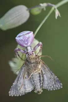 Female Goldenrod crab spider (Misumena vatia) with moth prey, San Marino, May 2009 Female Goldenrod crab spider (Misumena vatia) with moth prey, San Marino, May 2009