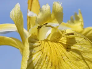 Female Goldenrod crab spider (Misumena vatia) camouflaged on Yellow flag iris (Iris pseudacorus) Female Goldenrod crab spider (Misumena vatia) camouflaged on Yellow flag iris (Iris pseudacorus)