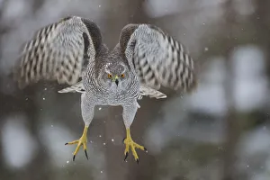 Female goshawk (Accipiter gentilis) in flight, just after taking off from perch Female goshawk (Accipiter gentilis) in flight, just after taking off from perch