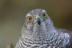 Female goshawk (Accipiter gentilis) portrait. Southern Norway, January Female goshawk (Accipiter gentilis) portrait. Southern Norway, January