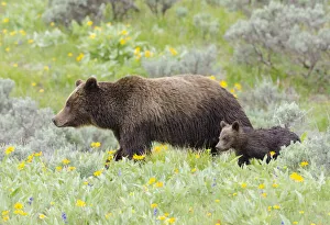 Female Grizzly bear (Ursus arctos horribilis) with cub among wildflowers, Grand Teton National Park, Wyoming, USA. June Female Grizzly bear (Ursus arctos horribilis) with cub among wildflowers, Grand Teton National Park, Wyoming, USA. June