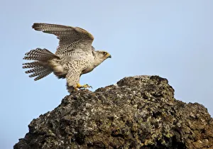 Female Gyrfalcon (Falco rusticolus) landing on rock, Myvatn, Thingeyjarsyslur, Iceland Female Gyrfalcon (Falco rusticolus) landing on rock, Myvatn, Thingeyjarsyslur, Iceland