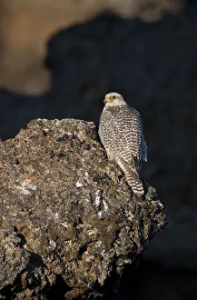 Female Gyrfalcon (Falco rusticolus) perched on rock, Myvatn, Thingeyjarsyslur, Iceland Female Gyrfalcon (Falco rusticolus) perched on rock, Myvatn, Thingeyjarsyslur, Iceland