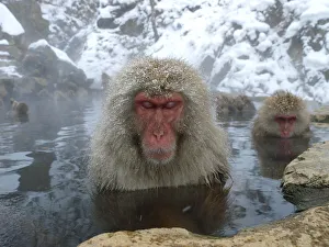Female Japanese macaques (Macaca fuscata) in a hot spring to keep warm, only females Female Japanese macaques (Macaca fuscata) in a hot spring to keep warm, only females