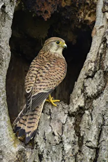 Female Kestrel (Falco tinnunculus) perched in the entrance to a nest hole in an old tree Female Kestrel (Falco tinnunculus) perched in the entrance to a nest hole in an old tree