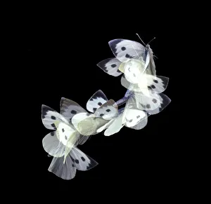 Female Large white / Cabbage white butterfly (Pieris brassicae) in flight, Surrey, UK Female Large white / Cabbage white butterfly (Pieris brassicae) in flight, Surrey, UK