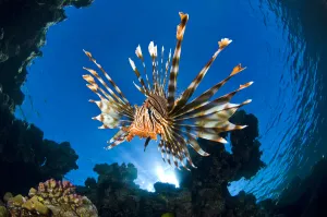 Female Lionfish (Pterois volitans) on coral reef. Jackfish Alley Female Lionfish (Pterois volitans) on coral reef. Jackfish Alley
