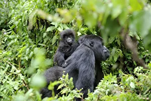 Female Mountain gorilla (Gorilla beringei) carrying baby on her back, Volcanoes National Park Female Mountain gorilla (Gorilla beringei) carrying baby on her back, Volcanoes National Park