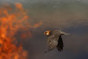 Female Red footed falcon (Falco vespertinus) hunting over burning steppe fields, Bagerova Steppe Female Red footed falcon (Falco vespertinus) hunting over burning steppe fields, Bagerova Steppe