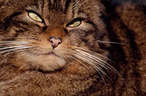 Female Scottish wildcat (Felis silvestris grampia) portrait, in winter coat, semi Female Scottish wildcat (Felis silvestris grampia) portrait, in winter coat, semi