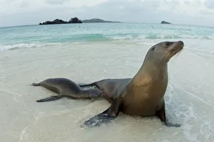 Female Sea lion (Zalophus wollebaeki) with pup suckling in shallow water, Floreana Island Female Sea lion (Zalophus wollebaeki) with pup suckling in shallow water, Floreana Island