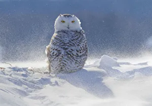 Female Snowy owl (Nyctea scandiaca) backlit surrounded by blowing snow, near Georgian Bay Female Snowy owl (Nyctea scandiaca) backlit surrounded by blowing snow, near Georgian Bay