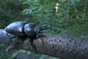 Female Stag beetle {Lucanus cervus} on a branch, Codrii Reserve, Central Moldova, June Female Stag beetle {Lucanus cervus} on a branch, Codrii Reserve, Central Moldova, June