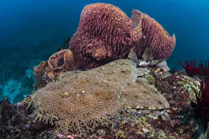 Female Tassled wobbegong shark (Eucrossorhinus dasypogon) rests alongside stand of Barrel sponges Female Tassled wobbegong shark (Eucrossorhinus dasypogon) rests alongside stand of Barrel sponges