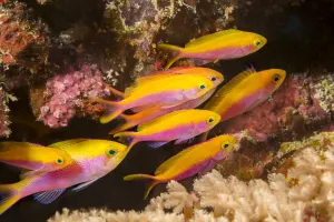 Female Yellowback anthias (Pseudanthias evansi), Yap, Micronesia Female Yellowback anthias (Pseudanthias evansi), Yap, Micronesia