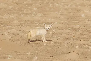 Fennec Fox (Fennecus / Vulpes zerda) in profile against sand. Dilia Achetinamou Niger Fennec Fox (Fennecus / Vulpes zerda) in profile against sand. Dilia Achetinamou Niger
