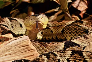 Fer-de-lance (Bothrops lanceolatus) captive, endemic to Martinique Fer-de-lance (Bothrops lanceolatus) captive, endemic to Martinique