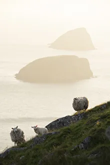 Feral sheep with Galtachan islands behind, Shiant Isles, Outer Hebrides, Scotland, UK Feral sheep with Galtachan islands behind, Shiant Isles, Outer Hebrides, Scotland, UK