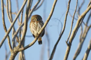 Ferruginous Pygmy-Owl (Glaucidium brasilianum). Yucatan. Mexico. February Ferruginous Pygmy-Owl (Glaucidium brasilianum). Yucatan. Mexico. February