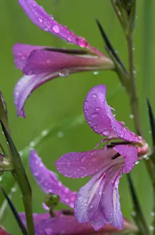Field gladiolus (Gladiolus italicus) close-up of flowers covered in raindrops, Limassol Field gladiolus (Gladiolus italicus) close-up of flowers covered in raindrops, Limassol