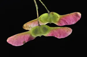 Field maple (Acer campestre) ripening in autumn. Dorset, UK October Field maple (Acer campestre) ripening in autumn. Dorset, UK October