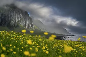 Scenic Northern Europe Views Prints: Fields of Buttercups (Ranunculus repens) in flower in front of towering cliffs