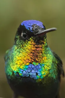 Fiery throated hummingbird (Panterpe insignis) an endemic bird species. Talamanca Range Fiery throated hummingbird (Panterpe insignis) an endemic bird species. Talamanca Range