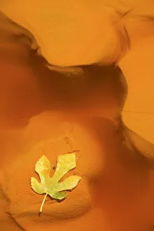 Fig leaf in water from the Ro Tinto, or Red River, very acidic and coloured deep Fig leaf in water from the Ro Tinto, or Red River, very acidic and coloured deep