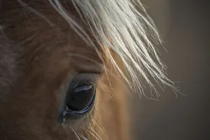 Fillys eye, wild Mustang horse at Black Hills Wild Horse Sanctuary, South Dakota Fillys eye, wild Mustang horse at Black Hills Wild Horse Sanctuary, South Dakota